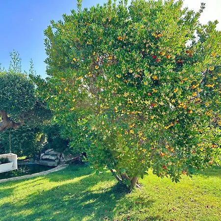 Trulli Fenice Alberobello